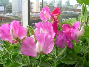 peas, Pink, fragrant