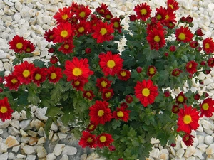 Flowers, Chrysanthemums, Pebble, Red