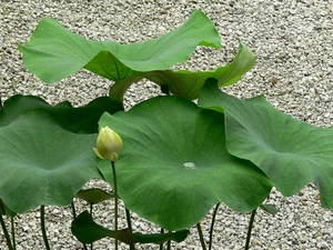 Leaf, lotus, pebbles, doughnut