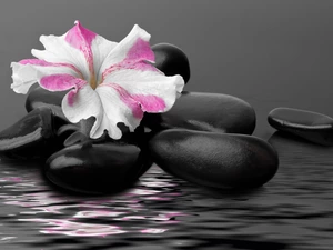 petunia, water, Spa, pebbles