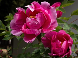 Peonies, Flowers, bloom