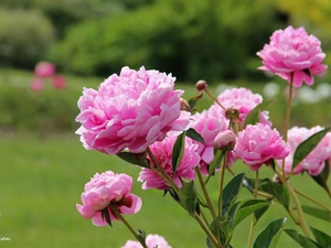 Pink, Peonies