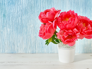 Red, White, Vase, Peonies