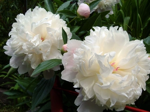 Peonies, Flowers, White