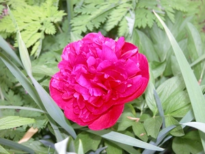 peony