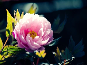 peony