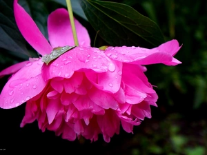 drops, Colourfull Flowers, peony