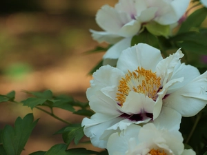 Colourfull Flowers, White, peony