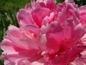 peony, Pink, flakes