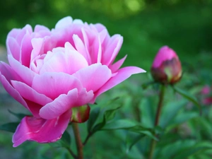 Pink, peony