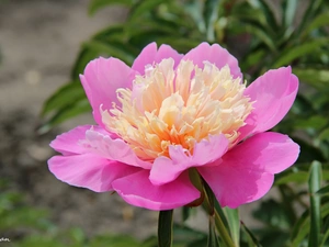 Pink, peony