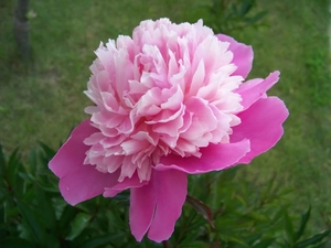 Pink, peony