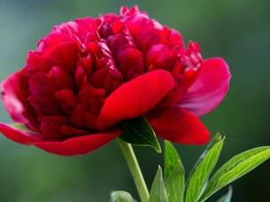 Colourfull Flowers, red hot, peony