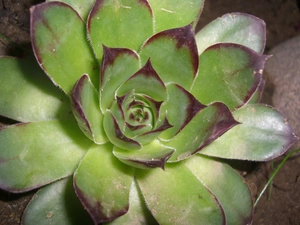 Perennial, rosette, Walled, garden, Sempervivum