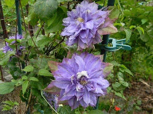purple, an, Pergola, Clematis