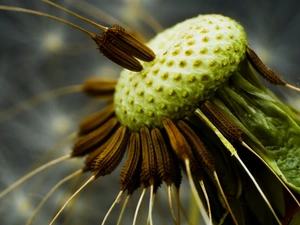 puffball, pericarp