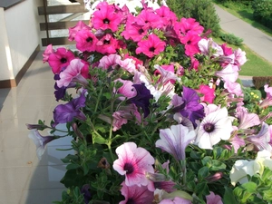 Petunia, Balcony
