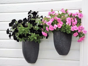 Flowers, hanging, pots, Petunia