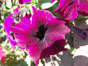 Flowers, Petunia