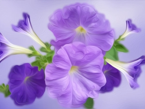 graphics, Colourfull Flowers, petunia
