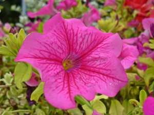 Pink, Colourfull Flowers, petunia