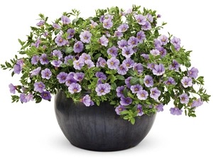 petunia, pot, Violet