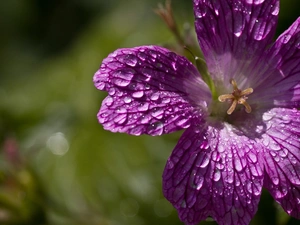 Violet, drops, rain, petunia