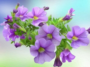 2D Graphics, Flowers, petunias