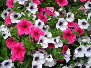 Flowers, Pink, White, petunias
