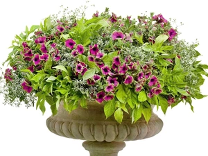 petunias, bowl, purple