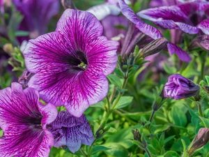 petunias