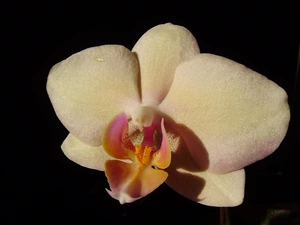 orchid, Phalaenopsis