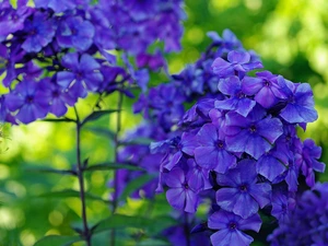 phlox, Flowers, Blue