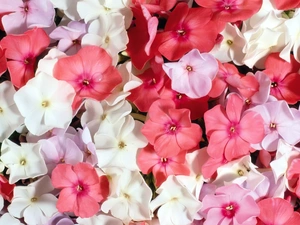 phlox, Flowers, color