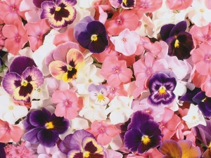 color, pansies, phlox, Flowers