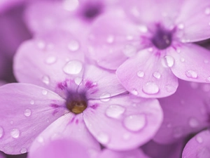Flowers, Close, drops, phlox