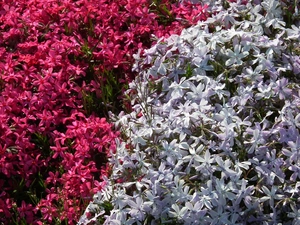 phlox, nature, Flowers