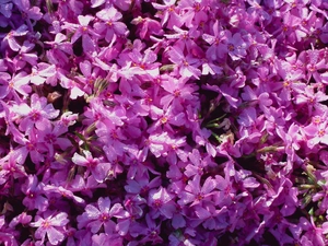 phlox, nature, Flowers
