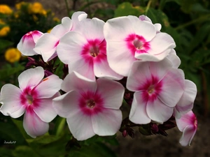 Flowers, white, Pink, phlox
