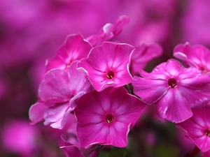 phlox, Pink, Flowers