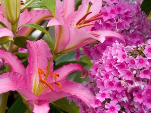 lilies, phlox