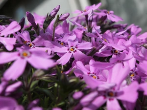 phlox, Flowers, Pink