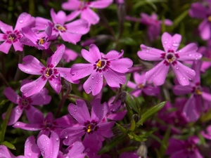 Colourfull Flowers, phlox, Phlox Subulata, Pink