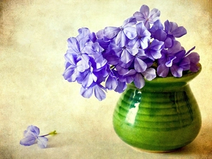 purple, Green, Vase, phlox