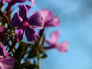 purple, phlox