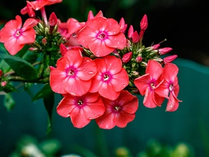 phlox, Flowers, Red