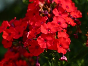 Red, phlox