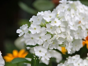 White, phlox