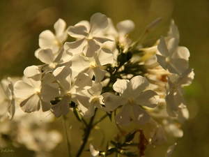 White, phlox