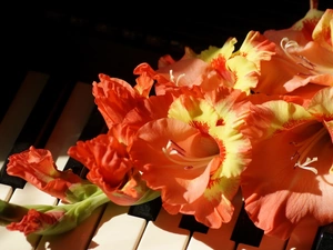 gladioli, Piano